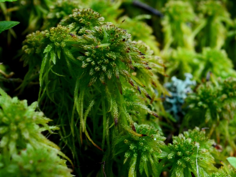 Wulf's Sphagnum photo 3