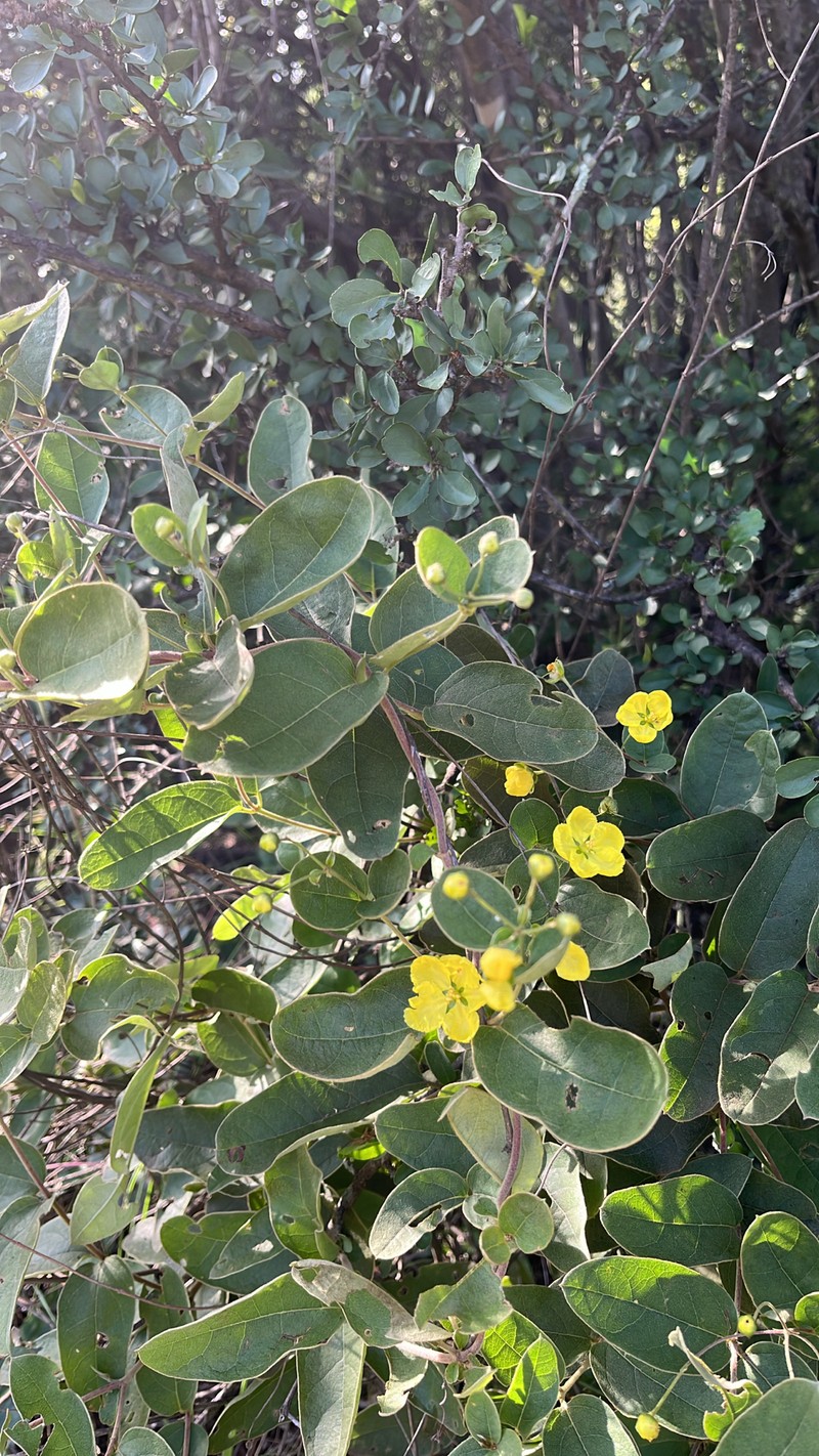 Sphedamnocarpus pruriens subsp. pruriens