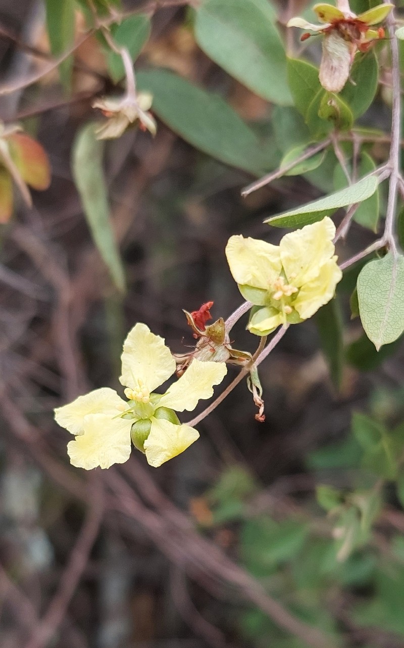 Sphedamnocarpus pruriens subsp. pruriens photo 2