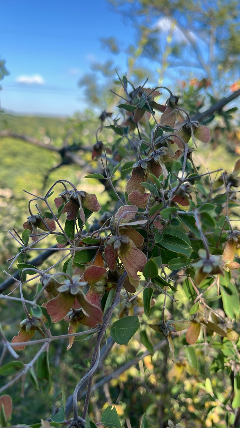 Sphedamnocarpus pruriens subsp. pruriens photo 3