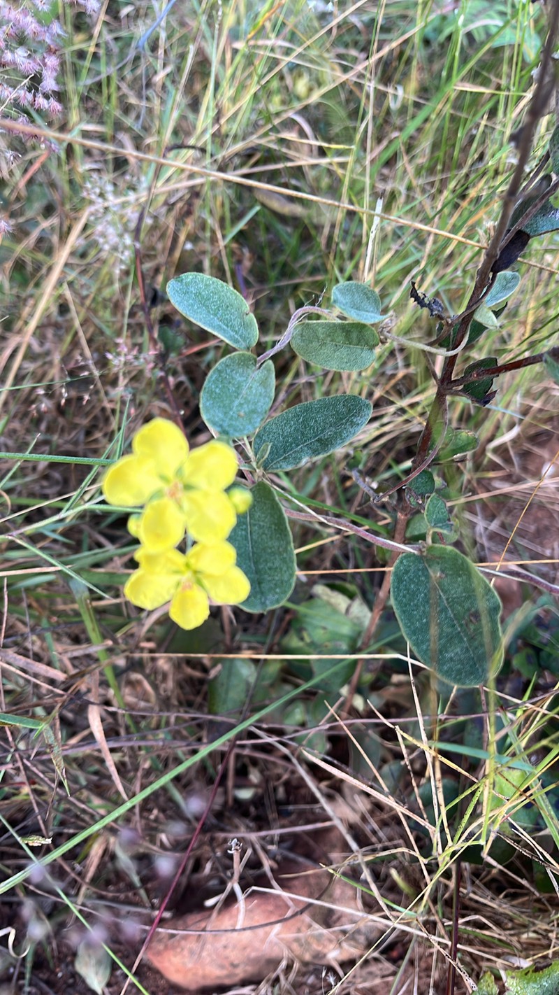 Sphedamnocarpus pruriens subsp. pruriens photo 4