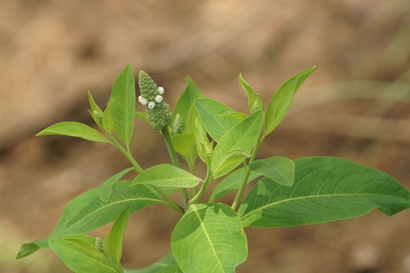 Chickenspike photo 6