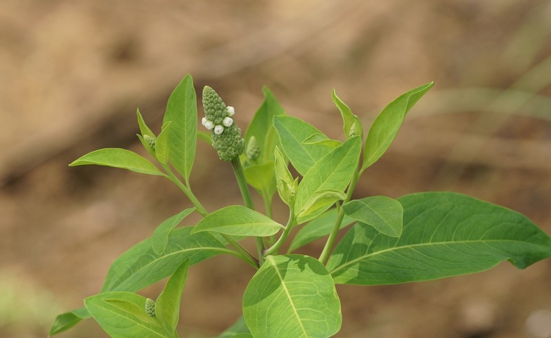 Chickenspike photo 2