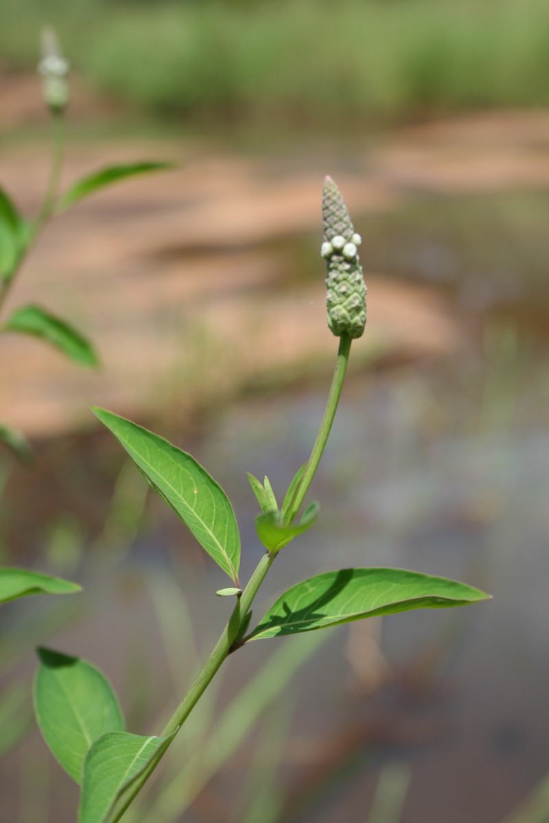 Chickenspike photo 3