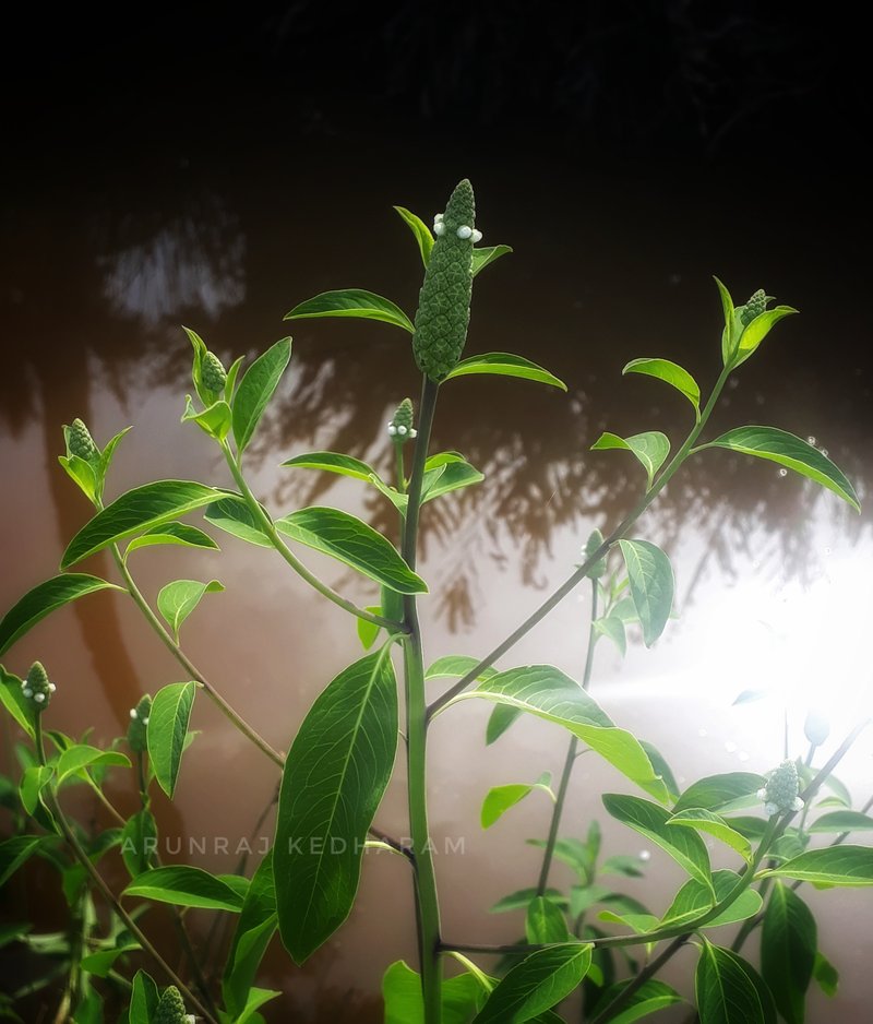 Chickenspike photo 7
