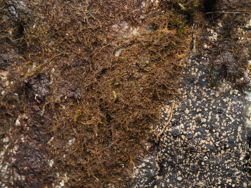 Sphenolobopsis pearsonii