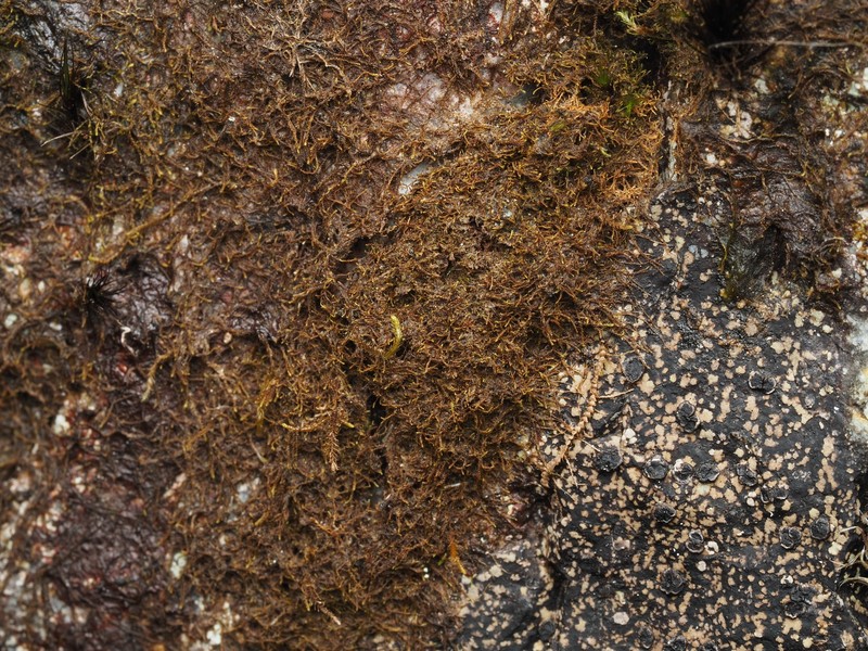 Sphenolobopsis pearsonii photo 2