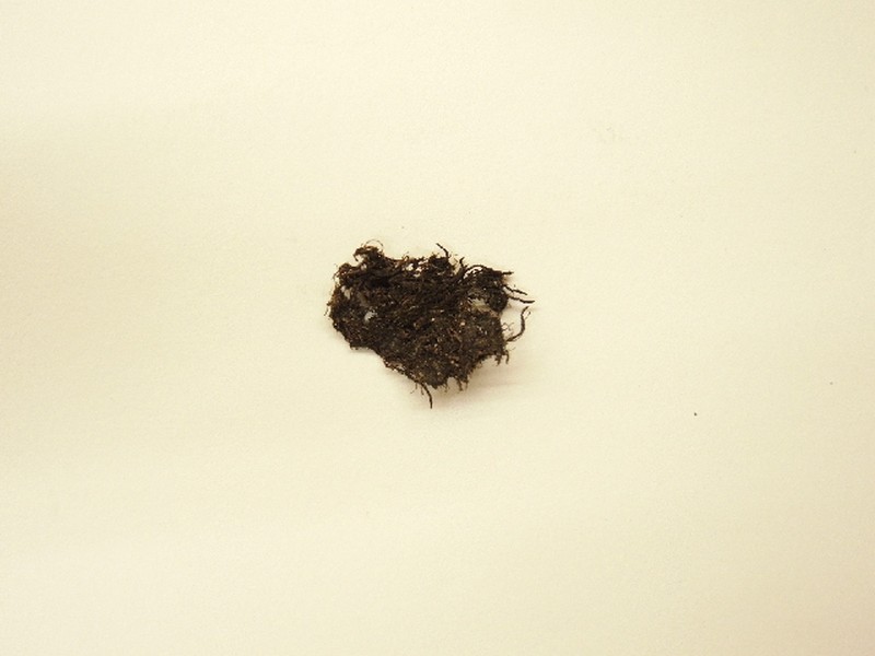 Sphenolobopsis pearsonii photo 3