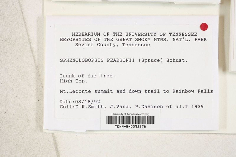 Sphenolobopsis pearsonii photo 4