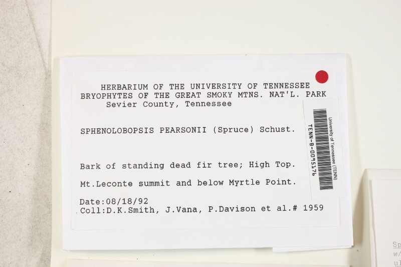 Sphenolobopsis pearsonii photo 5