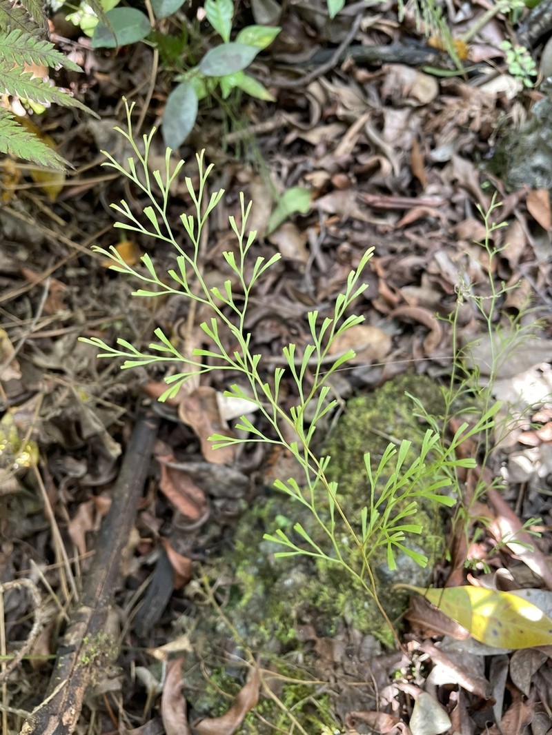 Clubbed Creepingfern