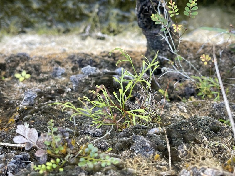 Clubbed Creepingfern photo 2