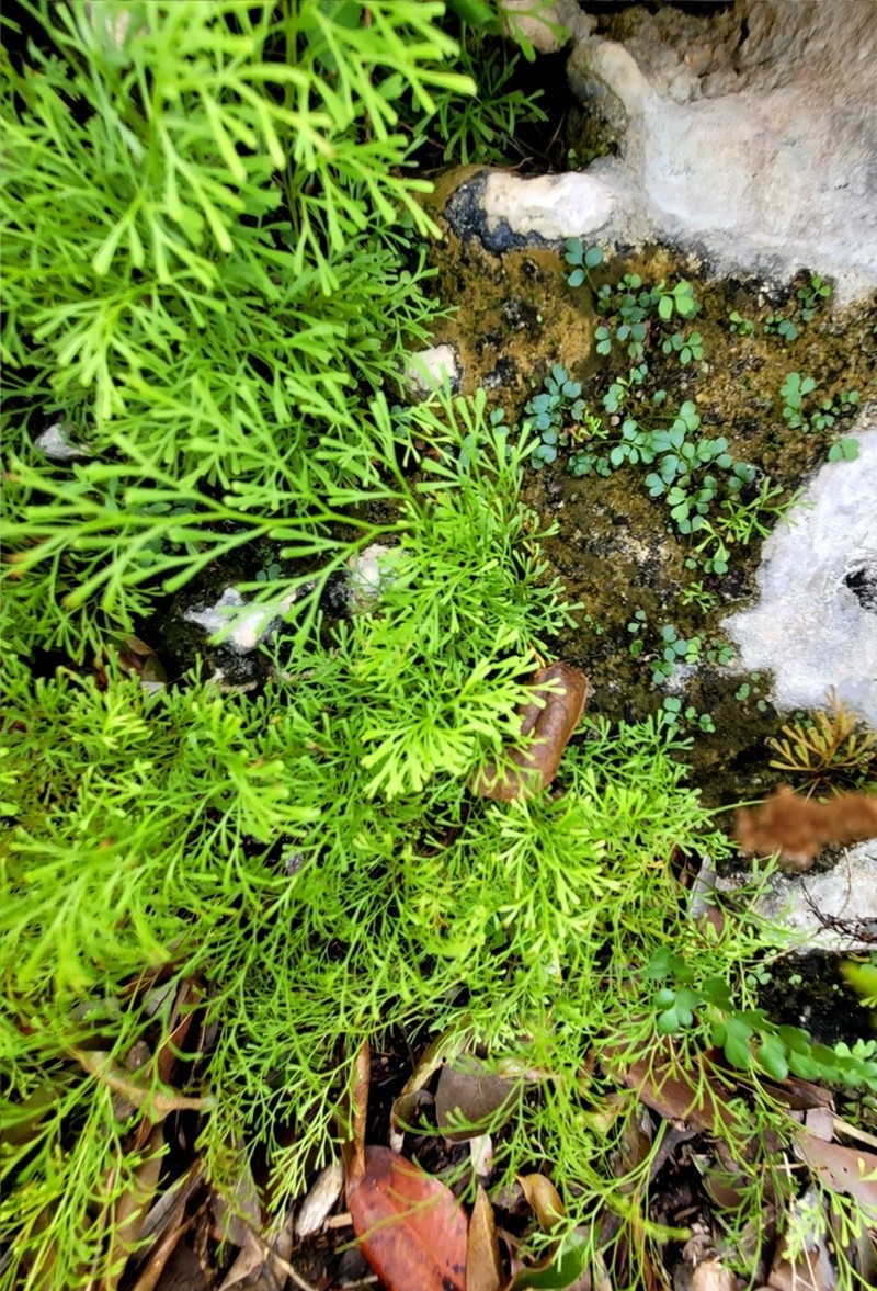 Clubbed Creepingfern photo 3