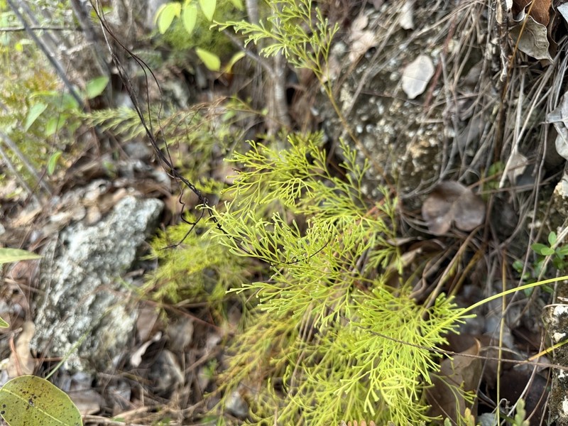 Clubbed Creepingfern photo 4