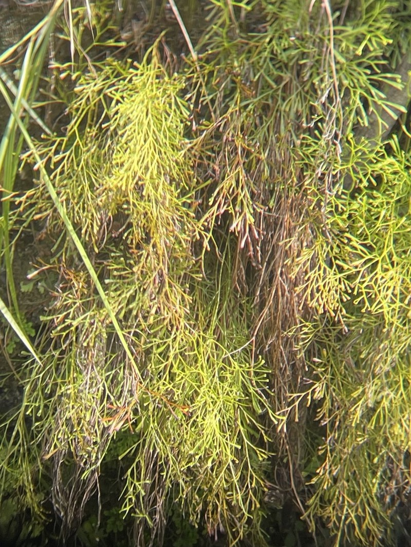 Clubbed Creepingfern photo 5
