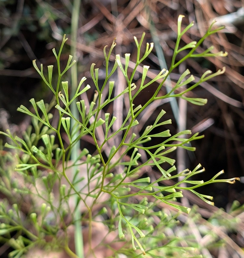 Clubbed Creepingfern photo 6