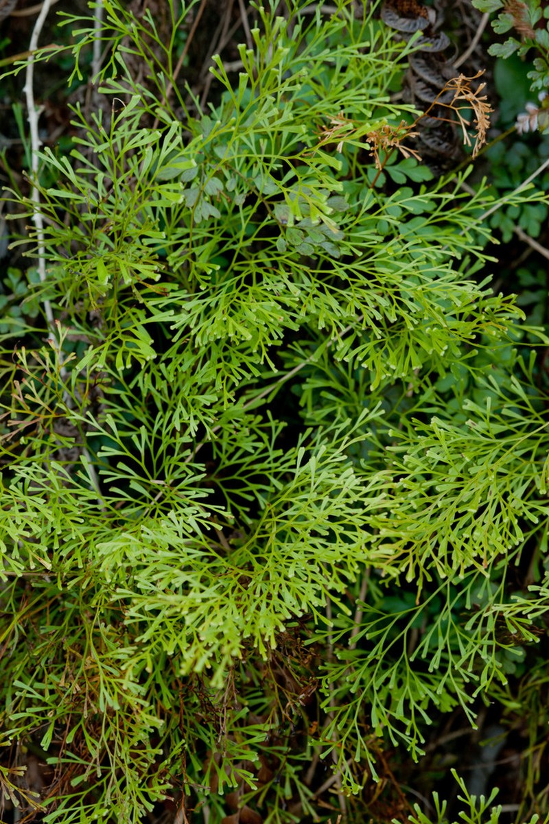 Clubbed Creepingfern photo 8