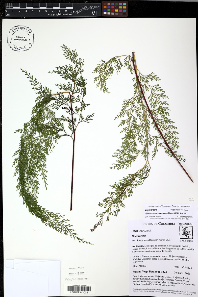 Sphenomeris spathulata