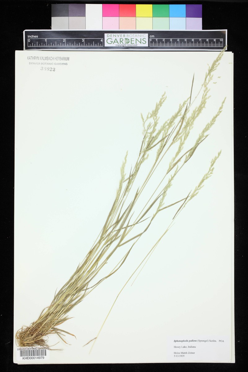 Wedgescale photo 4