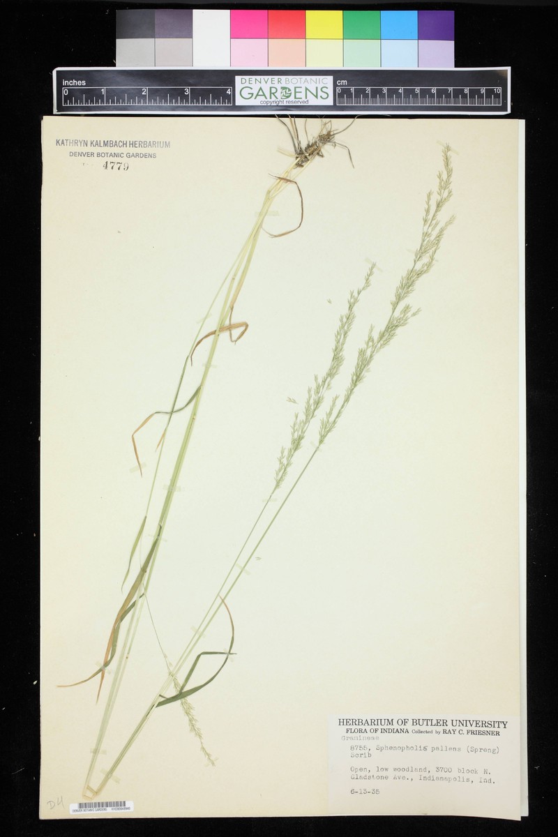 Wedgescale photo 5