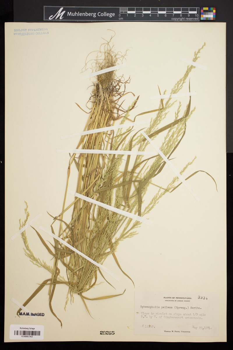 Wedgescale photo 6