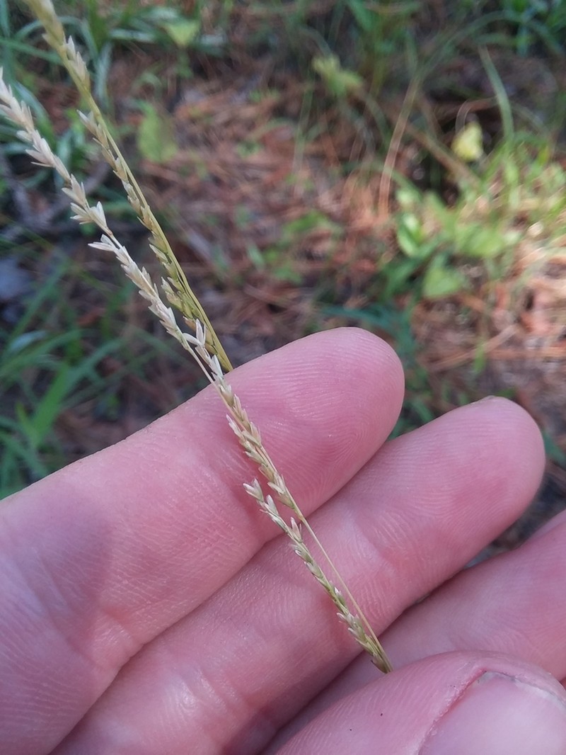 Longleaf Wedgescale