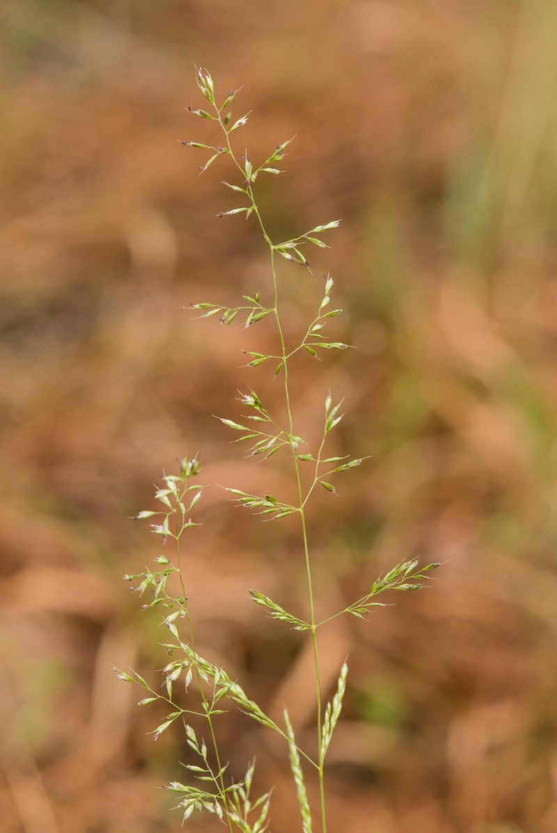 Longleaf Wedgescale photo 2