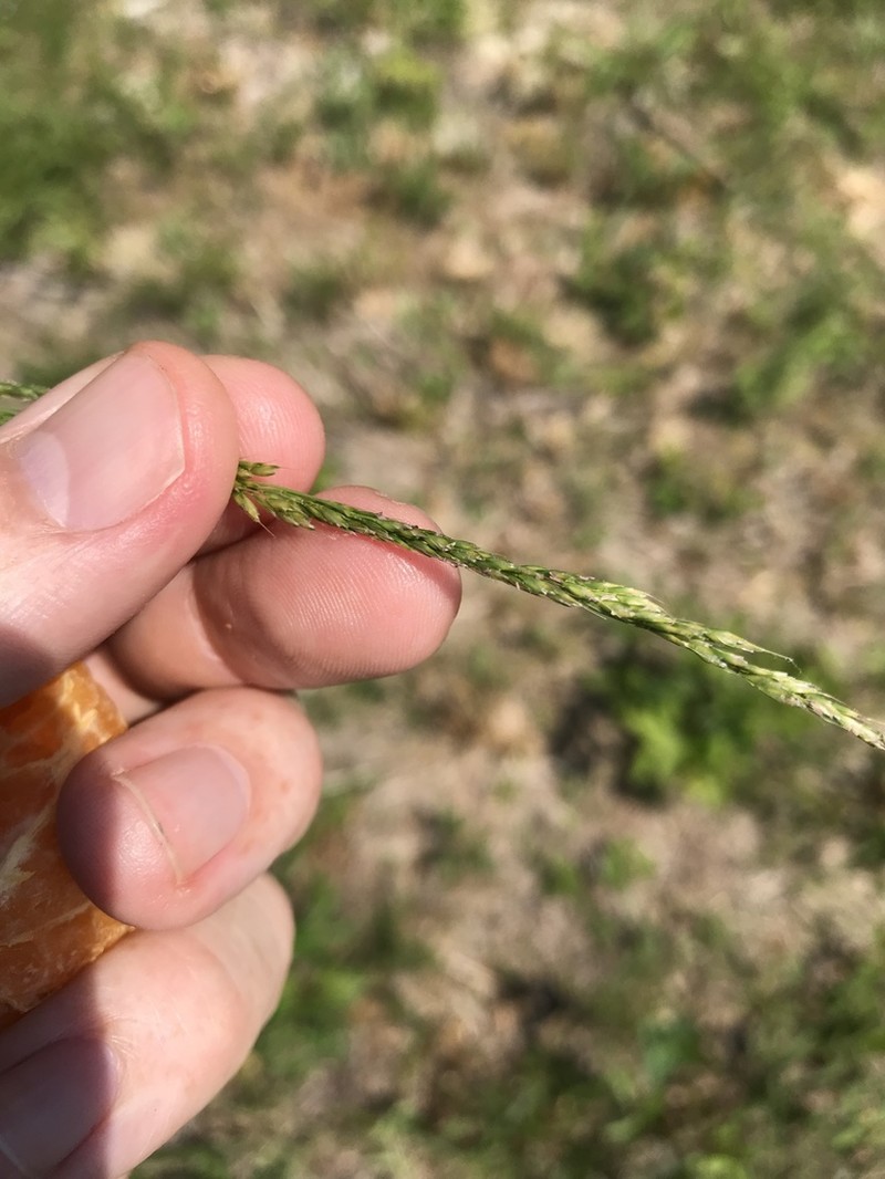 Longleaf Wedgescale photo 3
