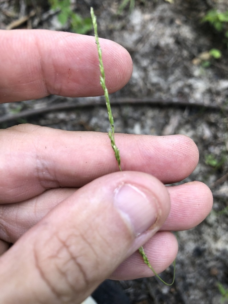 Longleaf Wedgescale photo 4