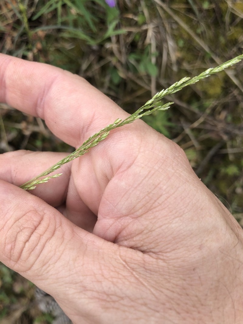 Longleaf Wedgescale photo 5