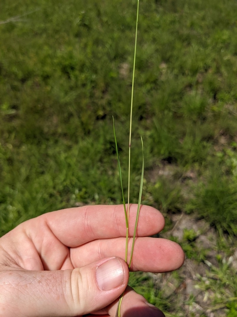 Longleaf Wedgescale photo 6