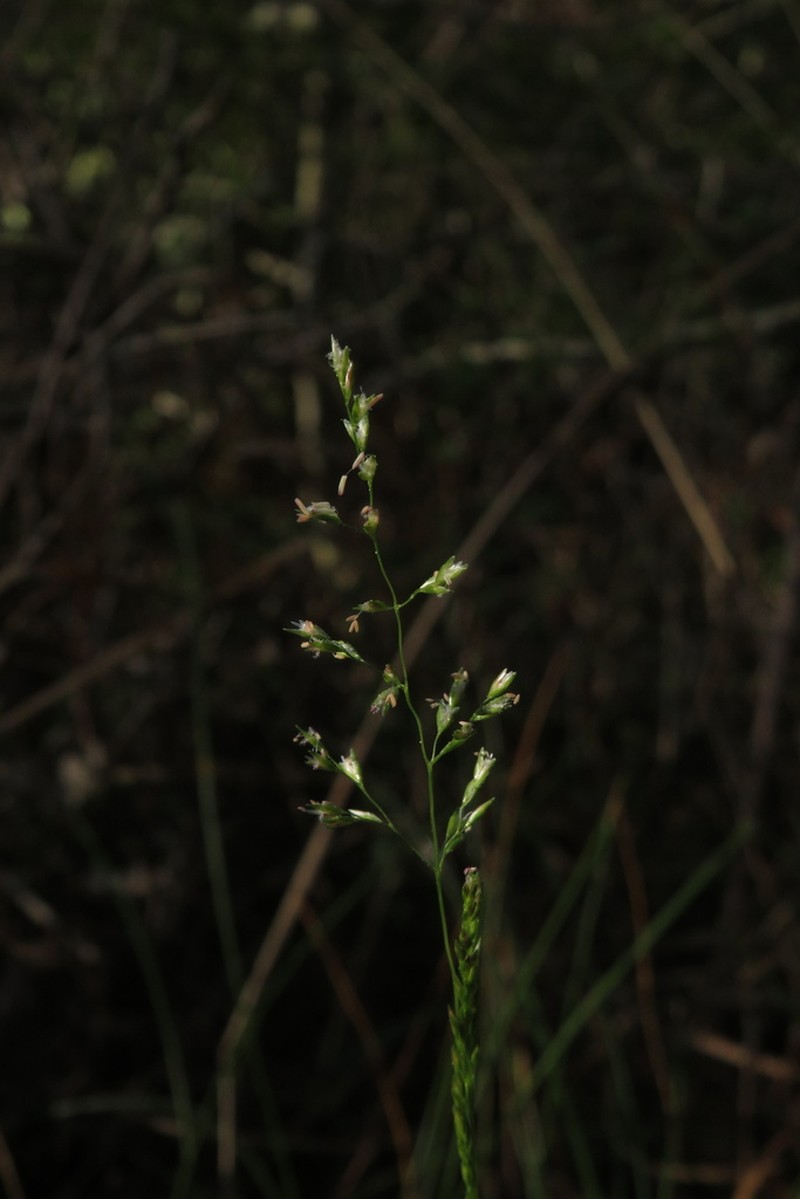 Longleaf Wedgescale photo 7