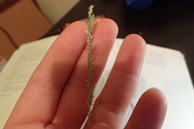Longleaf Wedgescale photo 8