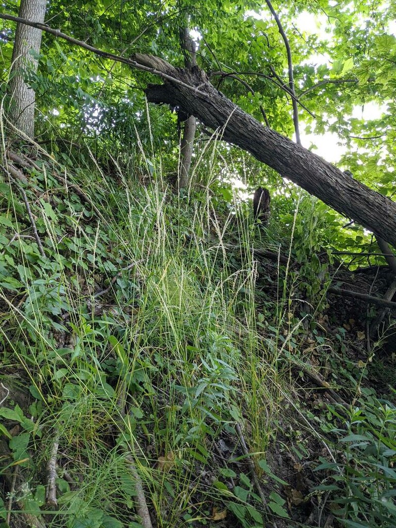 Slender Wedgescale photo 6