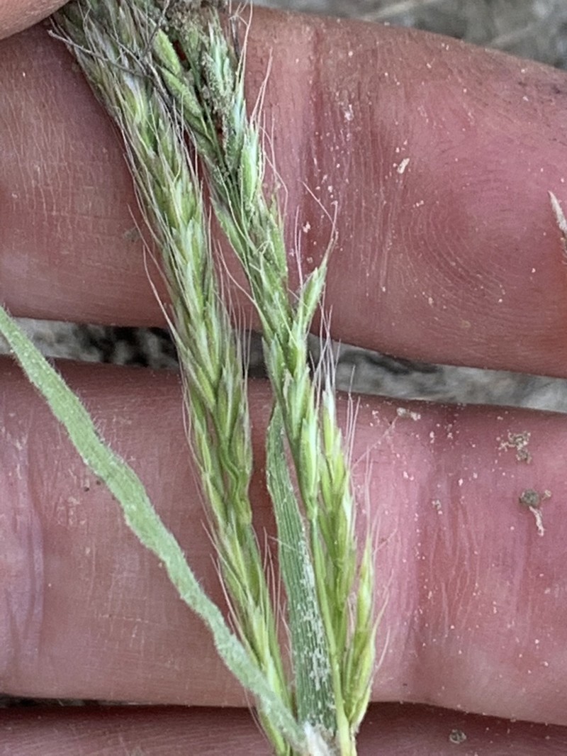Prairie False Oat