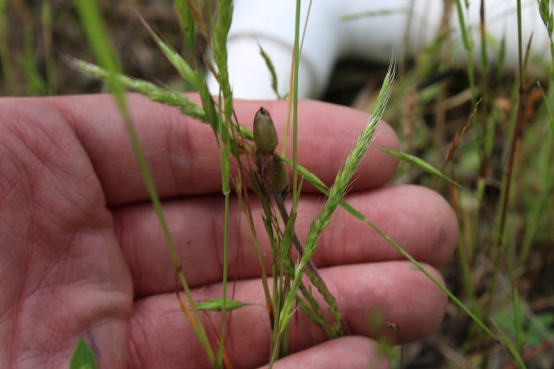 Prairie False Oat photo 2