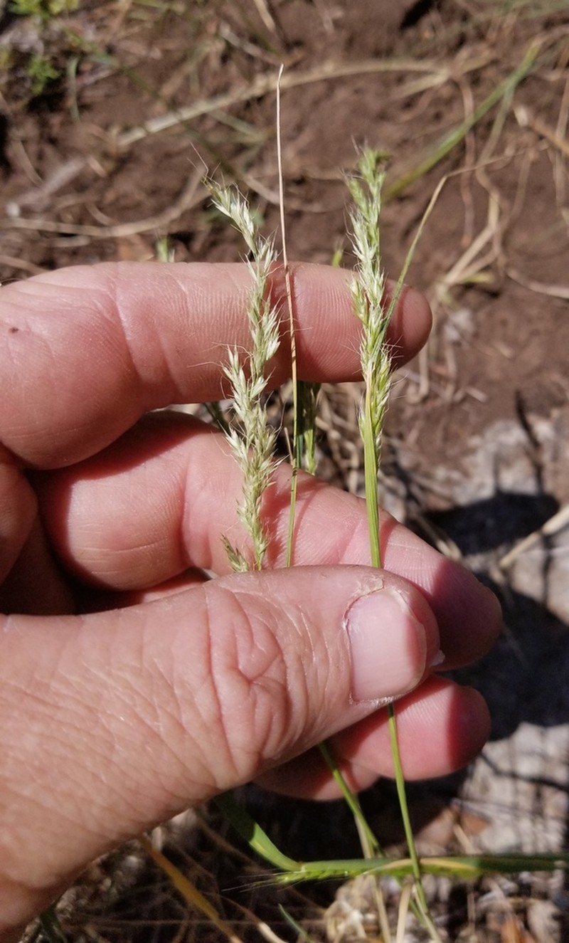 Prairie False Oat photo 3