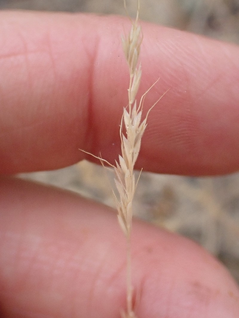 Prairie False Oat photo 4