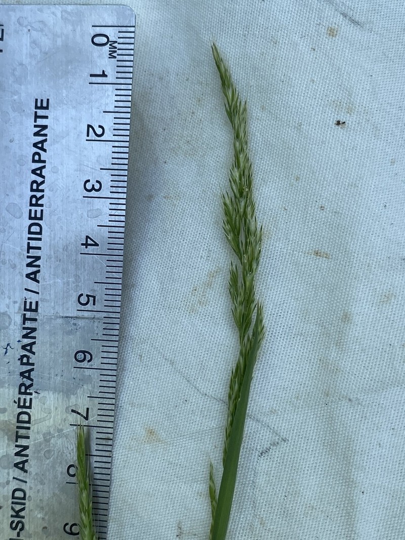 Prairie False Oat photo 5