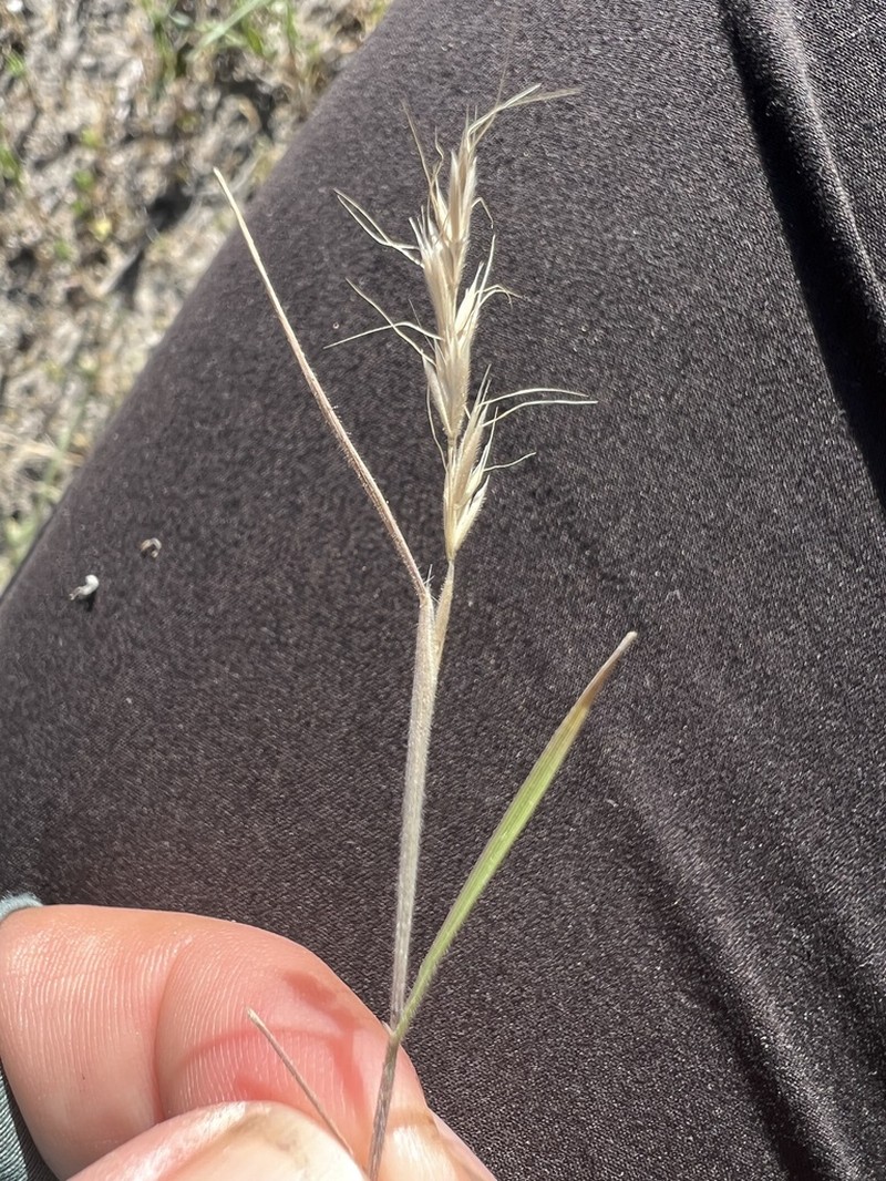 Prairie False Oat photo 6