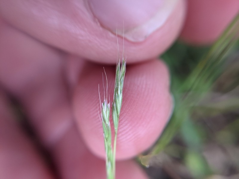 Prairie False Oat photo 7