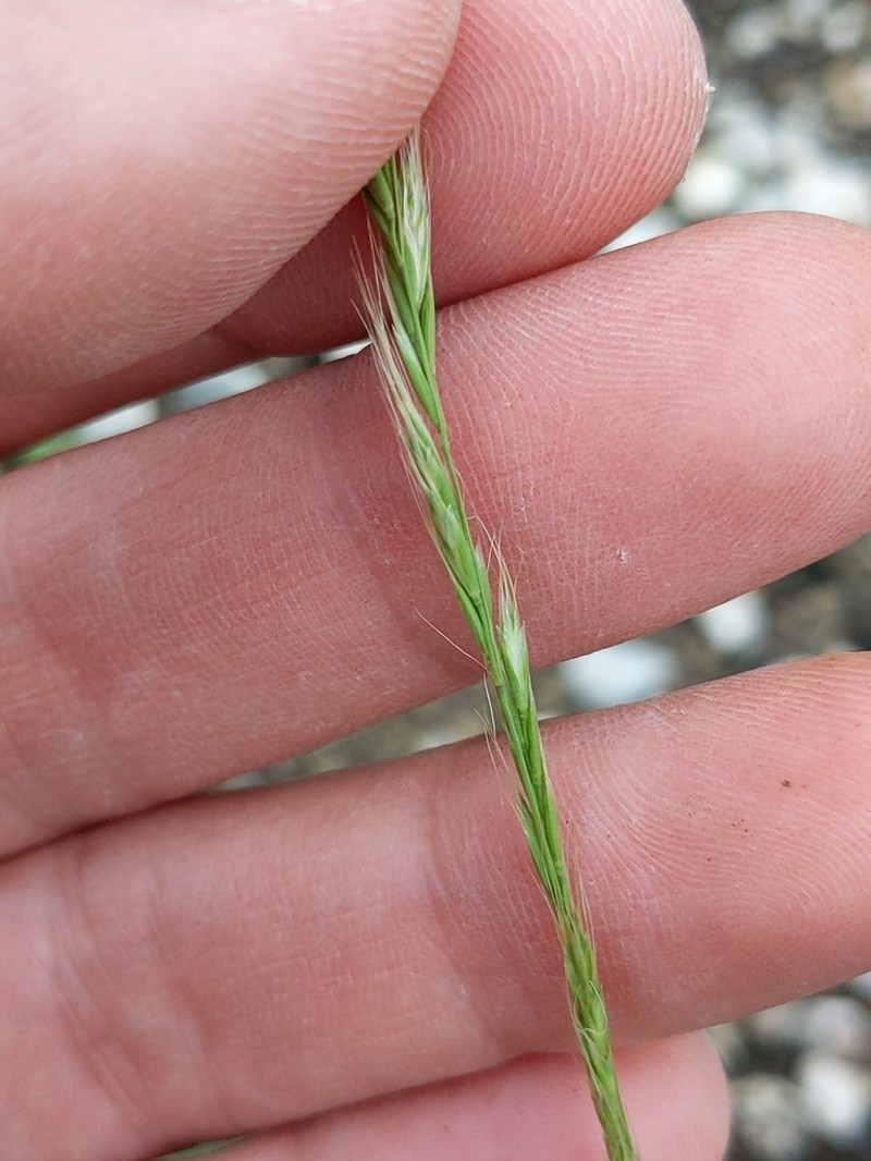 Prairie False Oat photo 8