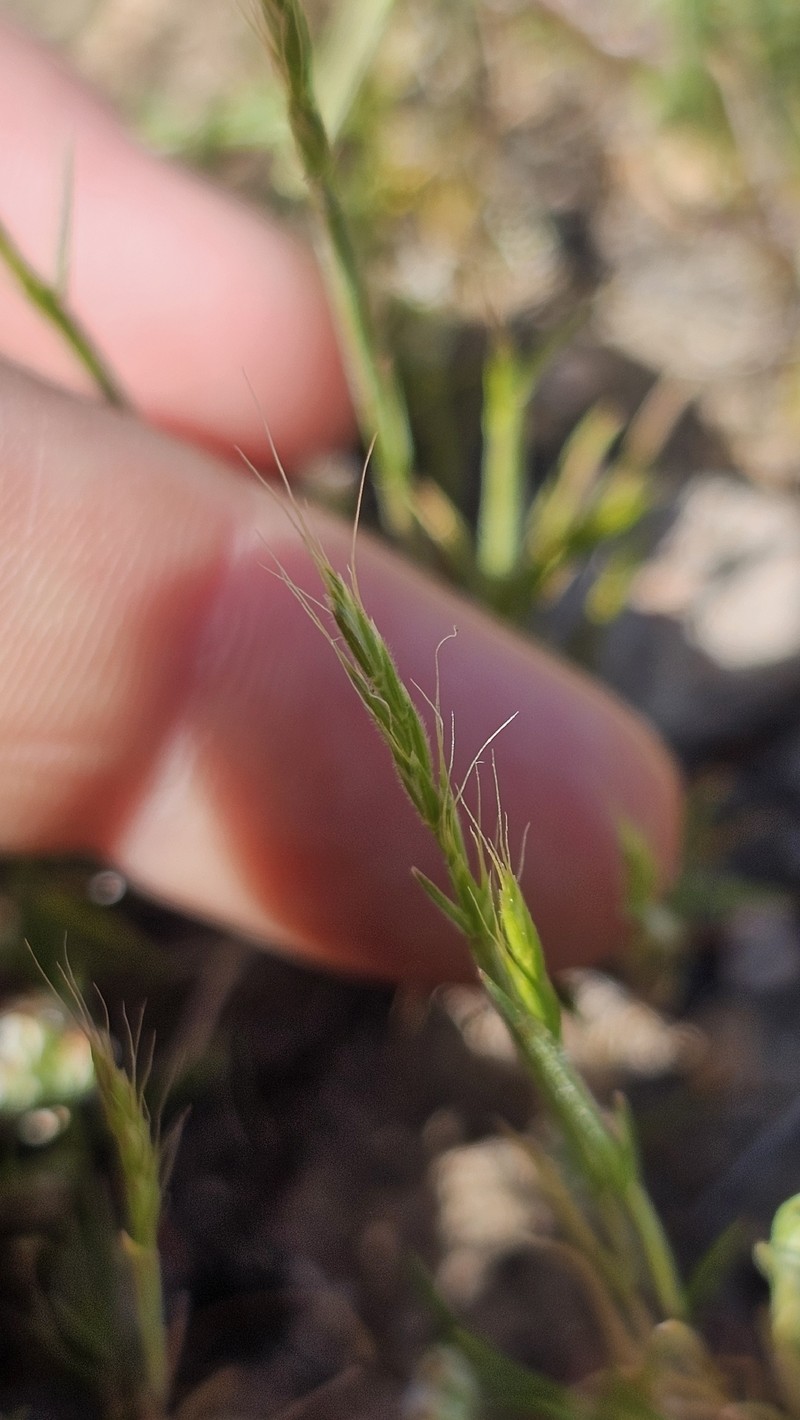 Sphenopholis interrupta subsp. californica