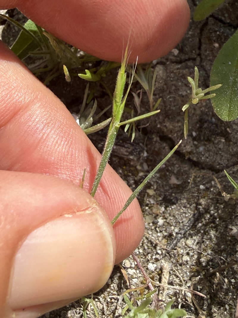 Sphenopholis interrupta subsp. californica photo 3