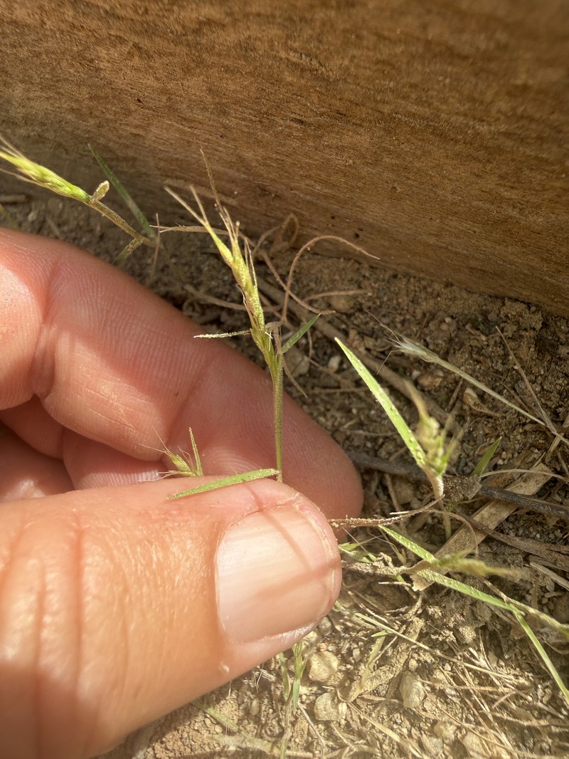 Sphenopholis interrupta subsp. californica photo 4