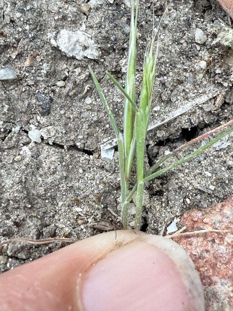 Sphenopholis interrupta subsp. californica photo 7