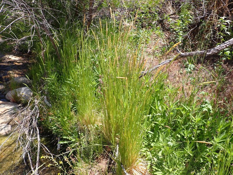 Prairie Wedgescale photo 3