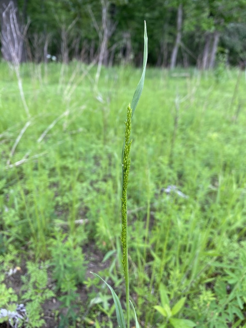 Prairie Wedgescale photo 4
