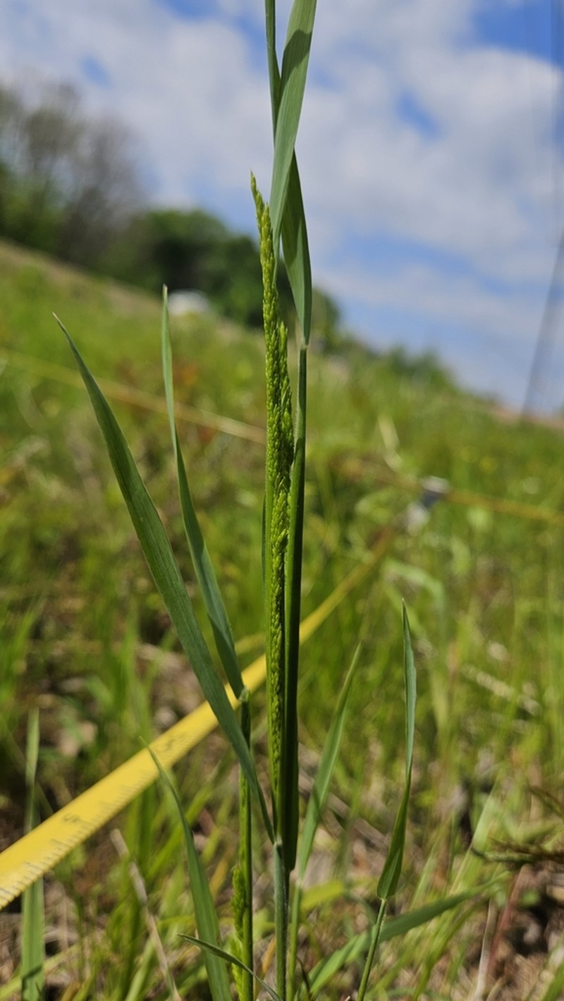 Prairie Wedgescale photo 5