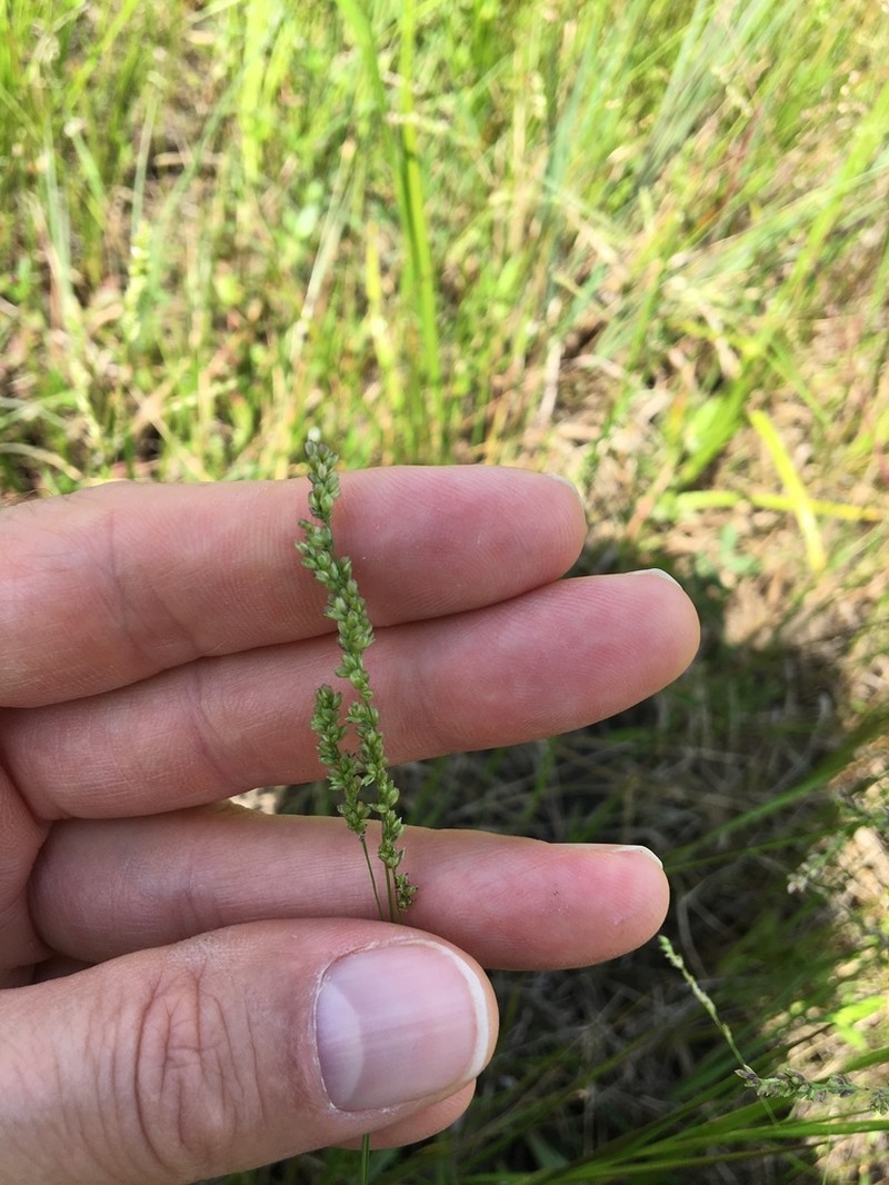Prairie Wedgescale photo 6